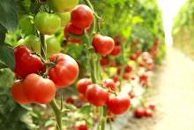 Red and green tomatoes on branches in garden row of tomatoes.