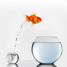 Goldfish jumping to large fish bowl from smaller fish bowl.
